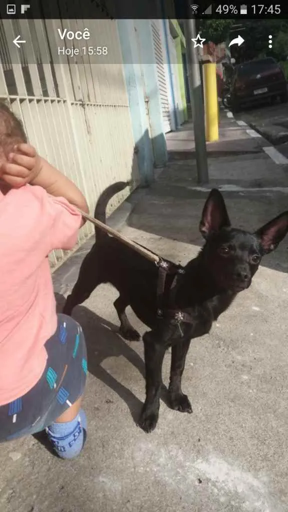Cachorro ra a Pinscher idade 2 a 6 meses nome Paçoca 