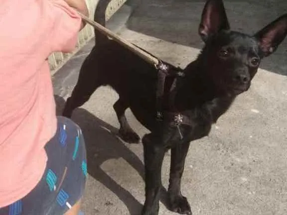 Cachorro ra a Pinscher idade 2 a 6 meses nome Paçoca 