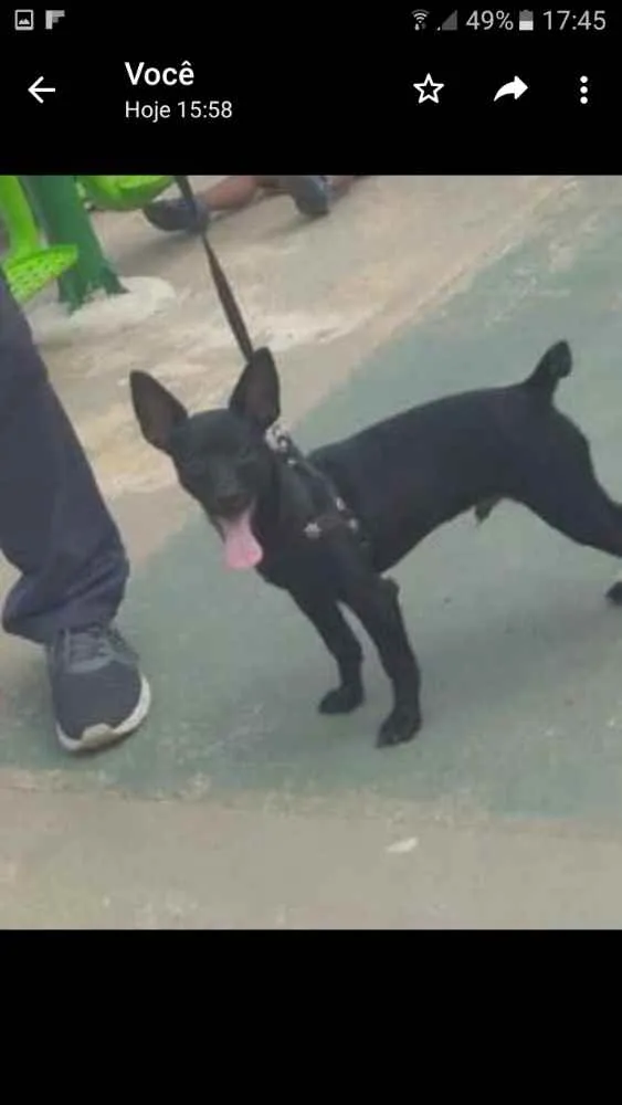 Cachorro ra a Pinscher idade 2 a 6 meses nome Paçoca 