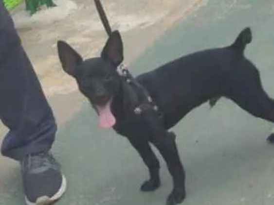 Cachorro ra a Pinscher idade 2 a 6 meses nome Paçoca 