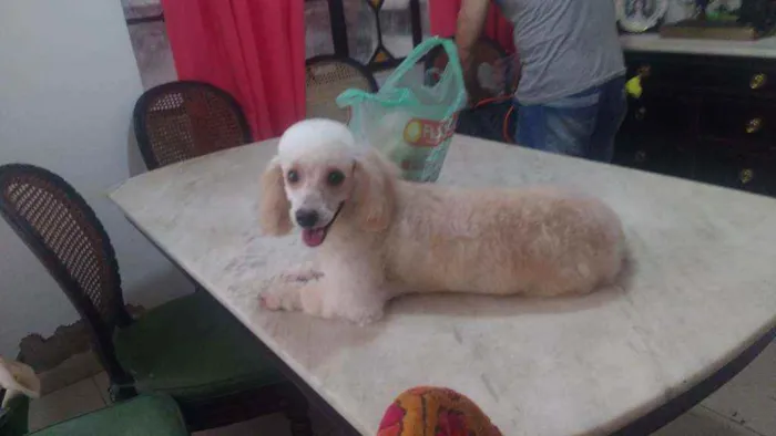 Cachorro ra a Poodle toy idade 5 anos nome Luna