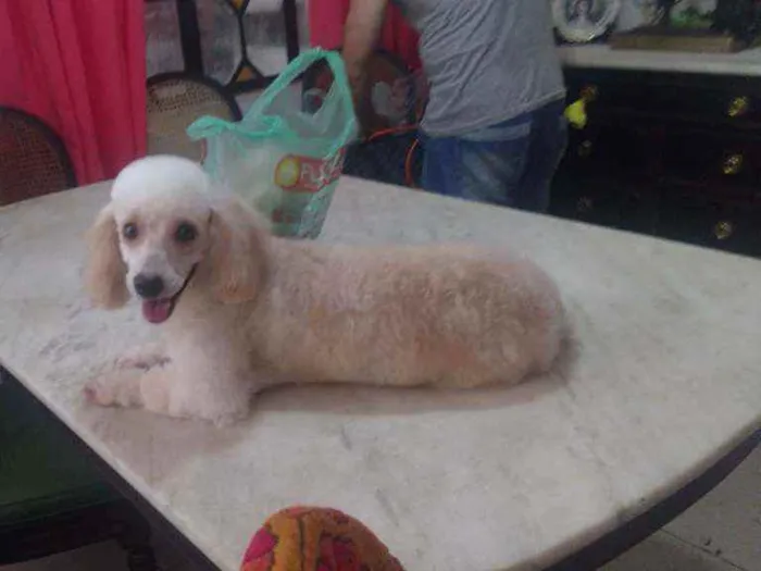 Cachorro ra a Poodle toy idade 5 anos nome Luna