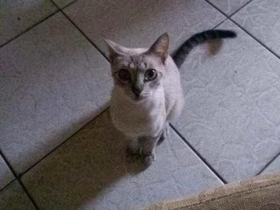 Gato ra a Sem raça idade 7 a 11 meses nome Sem nome
