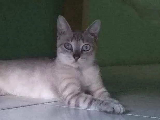 Gato ra a Sem raça idade 7 a 11 meses nome Sem nome