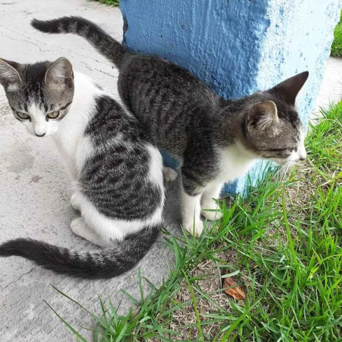 Gato ra a  idade 2 a 6 meses nome Abandonados