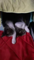Abandonados