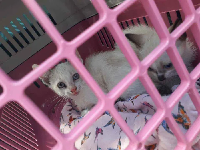 Gato ra a Srd idade 2 a 6 meses nome Gêmeas 