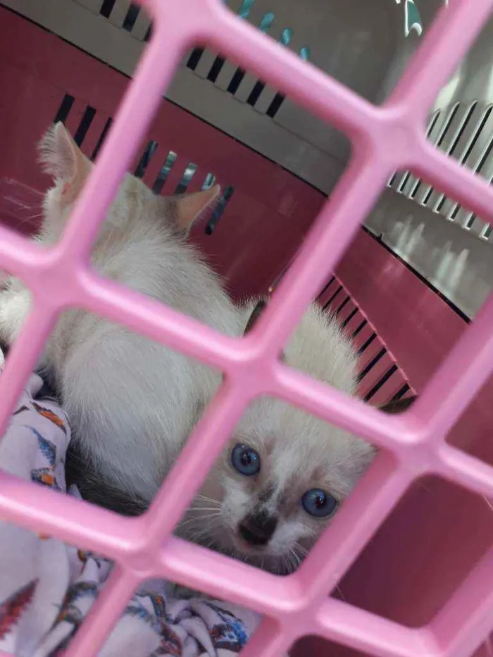 Gato ra a Srd idade 2 a 6 meses nome Gêmeas 