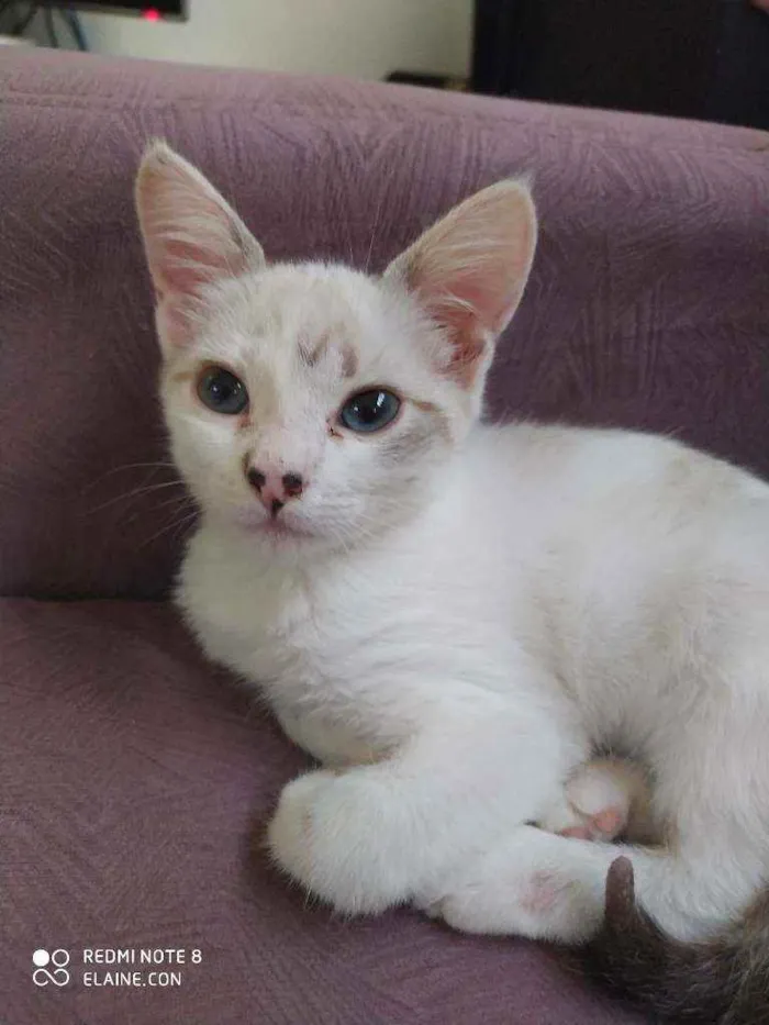 Gato ra a Srd idade 2 a 6 meses nome Babi