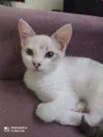 Babi