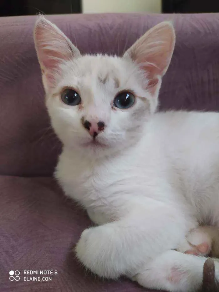Gato ra a Srd idade 2 a 6 meses nome Babi