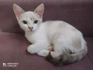 Gato raça Srd idade 2 a 6 meses nome Babi