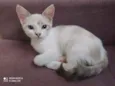 Babi