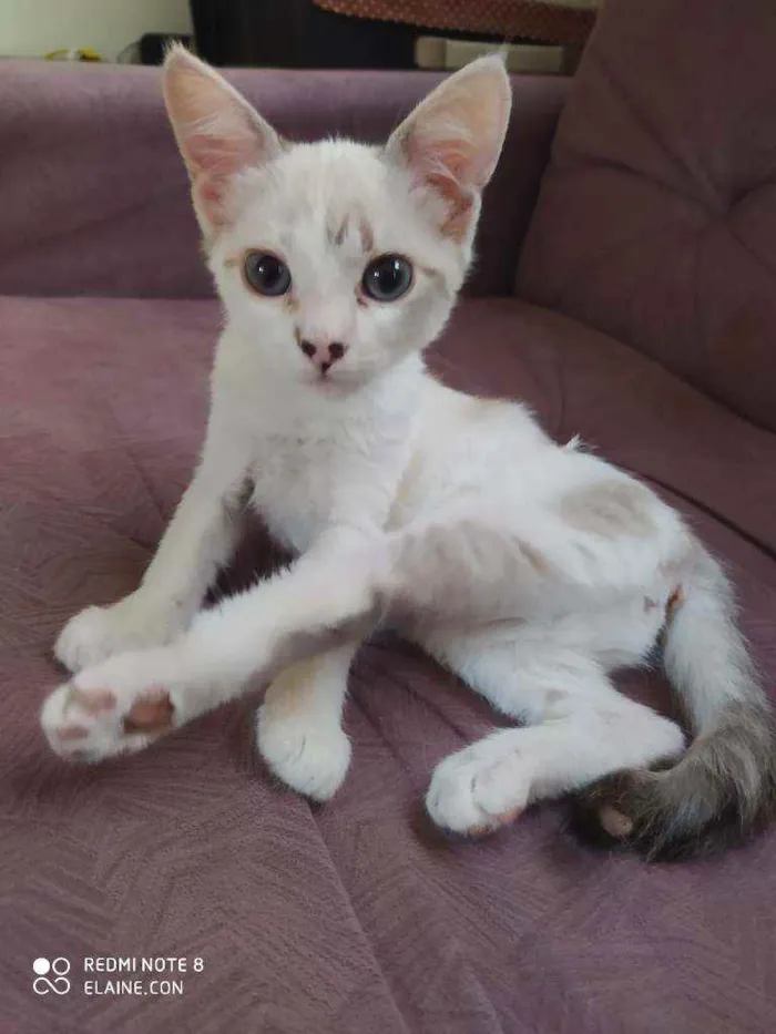 Gato ra a Srd idade 2 a 6 meses nome Babi