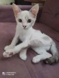 Babi