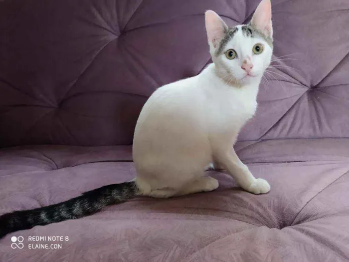 Gato ra a Srd idade 2 a 6 meses nome Mickey