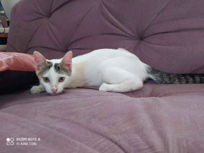 Gato ra a Srd idade 2 a 6 meses nome Mickey