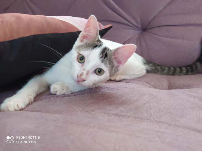 Gato ra a Srd idade 2 a 6 meses nome Mickey