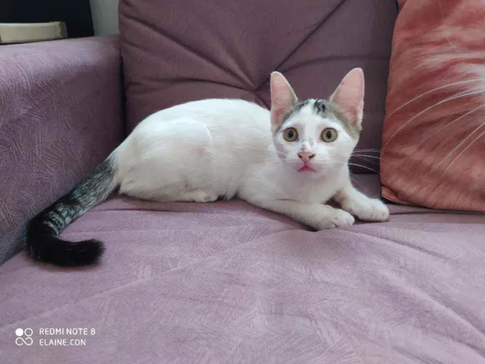 Gato ra a Srd idade 2 a 6 meses nome Mickey