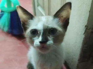 Gato raça Não específicada idade Abaixo de 2 meses nome Lua