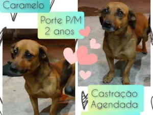 Cachorro raça SRD idade 2 anos nome Caramelo