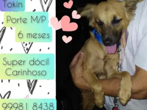 Cachorro raça SRD idade 2 a 6 meses nome Tokin