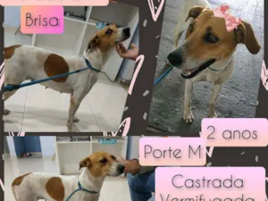 Cachorro raça SRD idade 2 anos nome Brisa