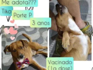 Cachorro raça SRD idade 3 anos nome Tiko