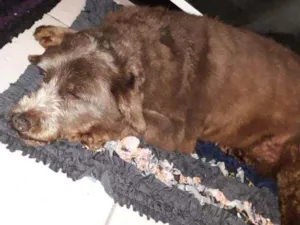 Cachorro raça Mistiço com poodle idade 6 ou mais anos nome Café 