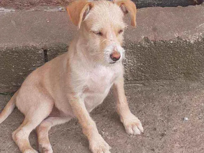 Cachorro ra a Sem raça  idade 2 a 6 meses nome Sem nome