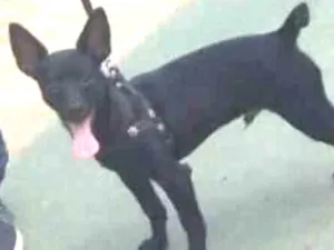 Cachorro raça Pinscher idade 2 a 6 meses nome Paçoca 