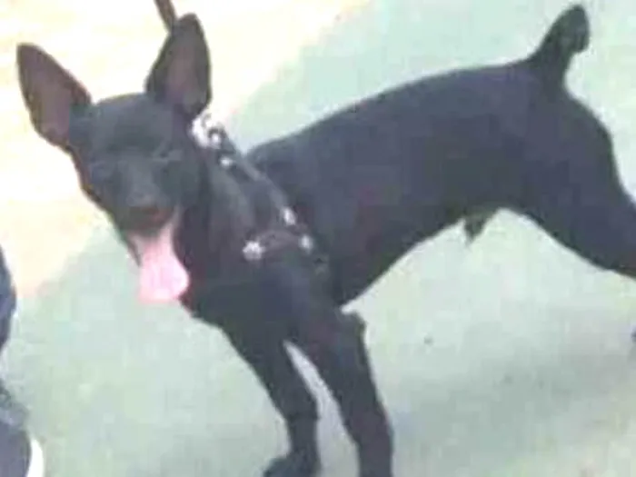 Cachorro ra a Pinscher idade 2 a 6 meses nome Paçoca 