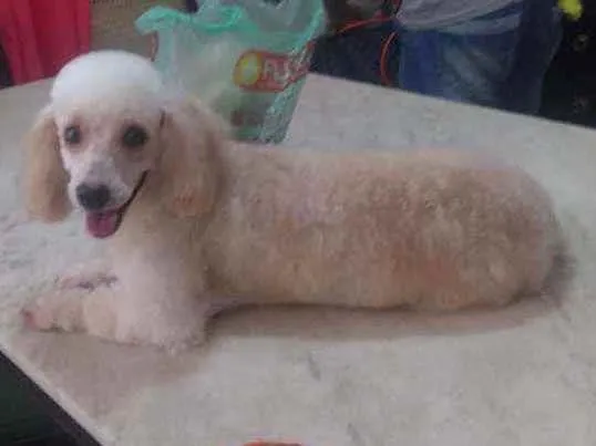 Cachorro ra a Poodle toy idade 5 anos nome Luna