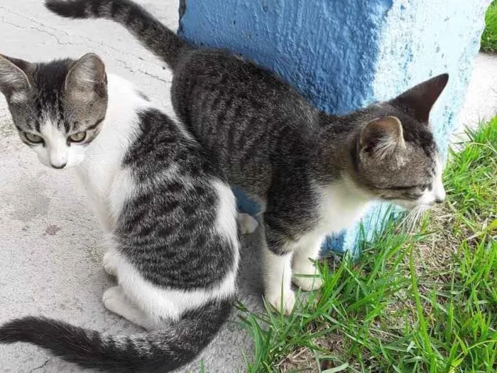 Gato ra a  idade 2 a 6 meses nome Abandonados