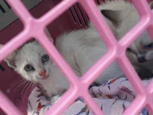 Gato raça Srd idade 2 a 6 meses nome Gêmeas 