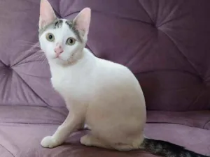 Gato raça Srd idade 2 a 6 meses nome Mickey