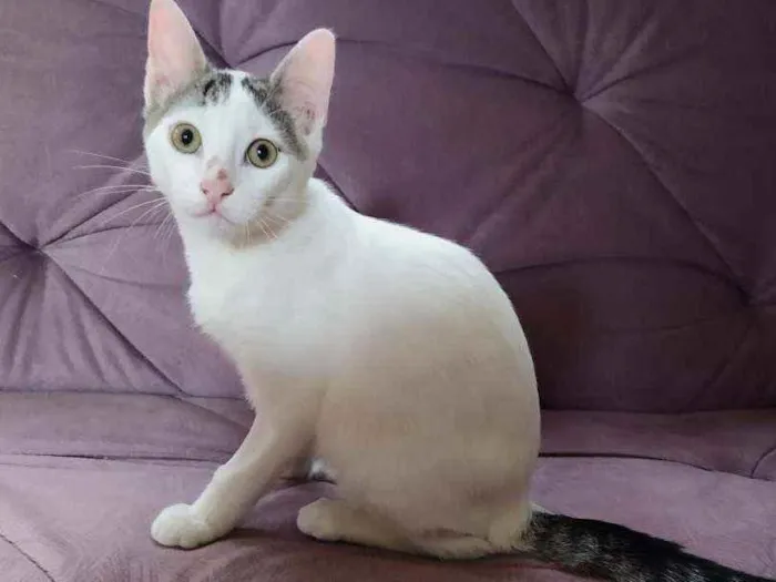 Gato ra a Srd idade 2 a 6 meses nome Mickey