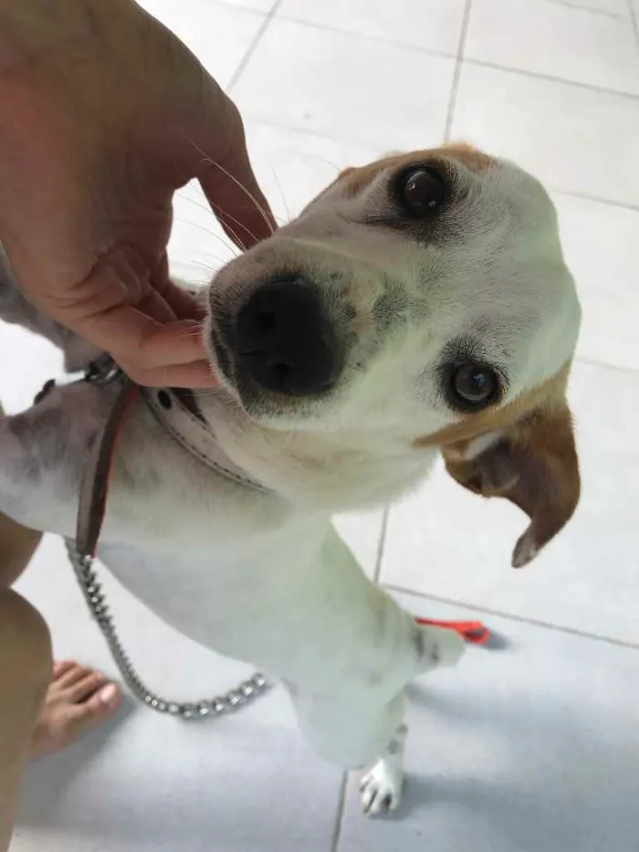 Cachorro ra a Pinchen/ pudol idade 1 ano nome Doguinho