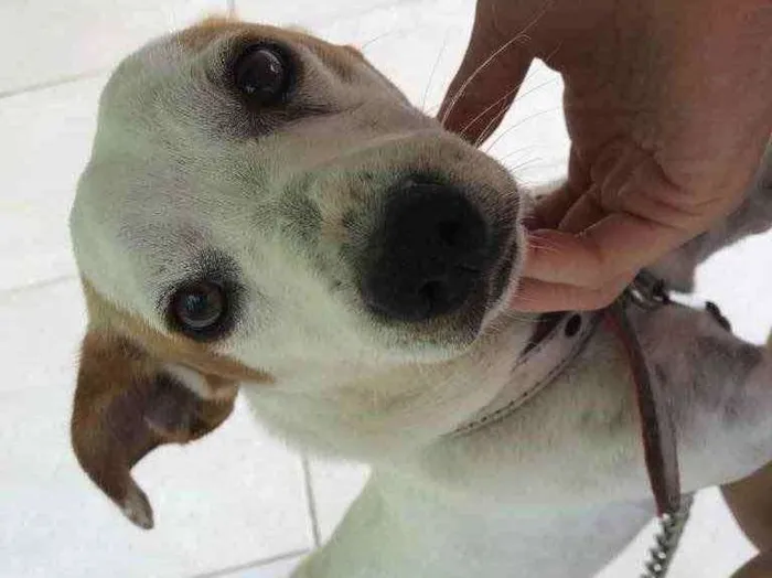 Cachorro ra a Pinchen/ pudol idade 1 ano nome Doguinho