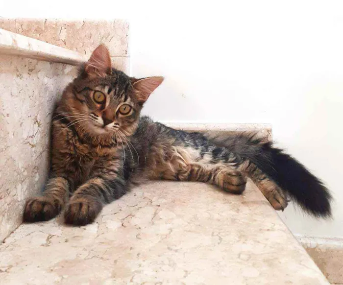 Gato ra a Srd idade 2 a 6 meses nome Zoe e Zahara