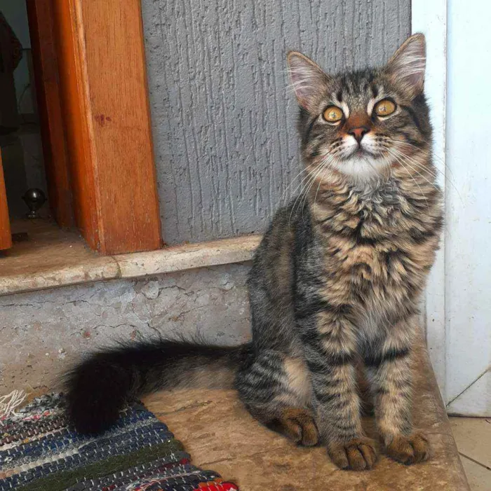 Gato ra a Srd idade 2 a 6 meses nome Zoe e Zahara