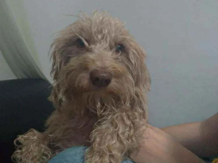 Cachorro raça Poodle idade  nome A definir