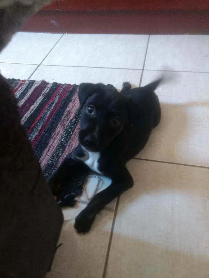 Cachorro ra a Indefinido idade 2 a 6 meses nome Indefinido