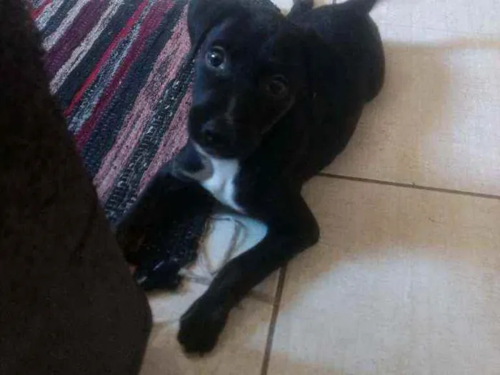 Cachorro ra a Indefinido idade 2 a 6 meses nome Indefinido