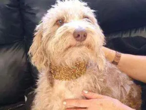 Cachorro raça Poodle idade  nome A definir