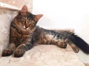 Gato raça Srd idade 2 a 6 meses nome Zoe e Zahara