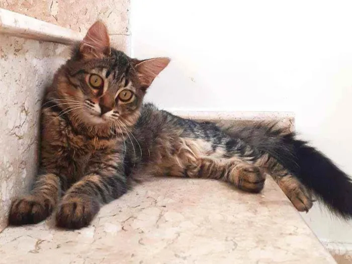 Gato ra a Srd idade 2 a 6 meses nome Zoe e Zahara