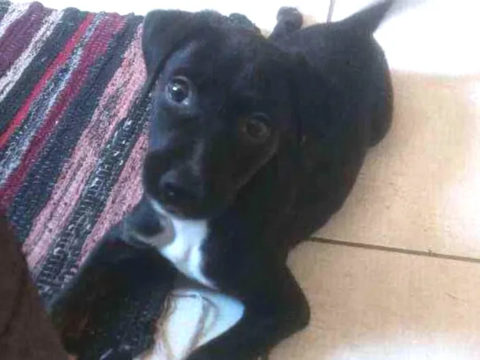 Cachorro ra a Indefinido idade 2 a 6 meses nome Indefinido
