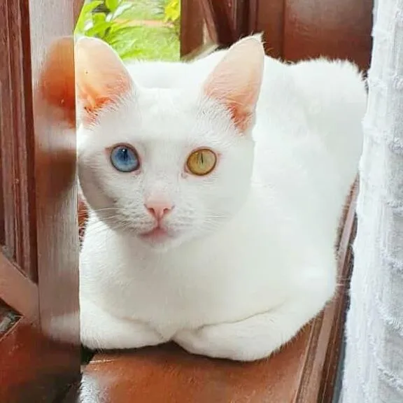 Gato ra a srd idade 1 ano nome Bowie