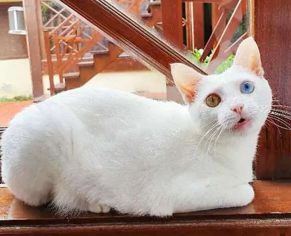 Gato ra a srd idade 1 ano nome Bowie